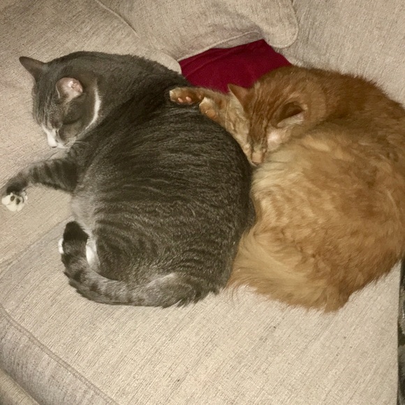 Meet your Posher, Katie ⭐️Posh Ambassador⭐️ - Picture 9 of 16